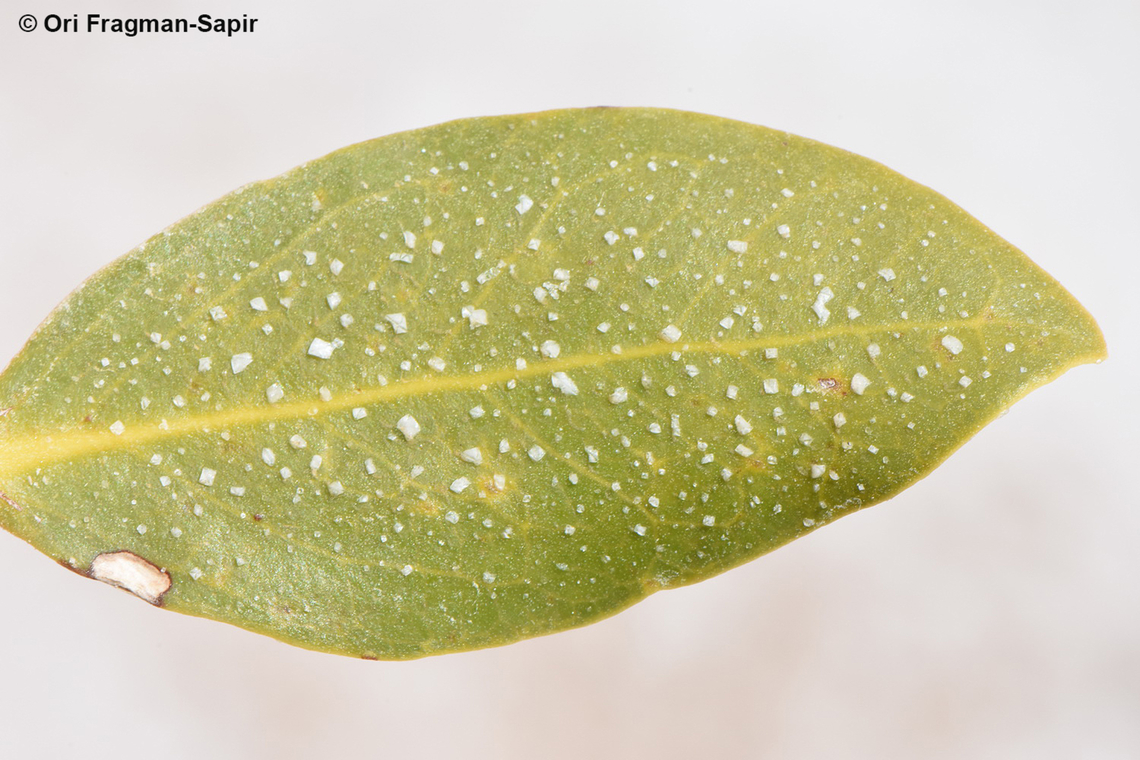 Avicennia marina, salt secretion S Sinai, Nabek Avicennia marina,Egypt,Geotagged,Grey Mangrove,Spring