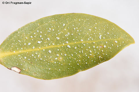 Avicennia marina, salt secretion S Sinai, Nabek Avicennia marina,Egypt,Geotagged,Grey Mangrove,Spring