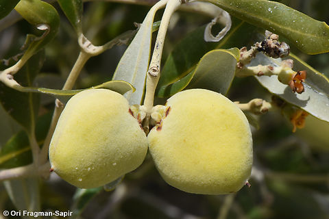 Avicennia marina S Sinai, Nabek Avicennia marina,Egypt,Geotagged,Grey Mangrove,Spring