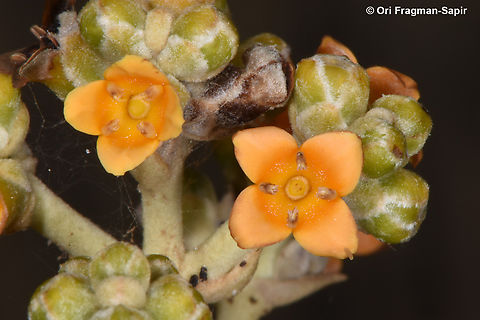 Avicennia marina S Sinai, Nabek Avicennia marina,Egypt,Geotagged,Grey Mangrove,Spring