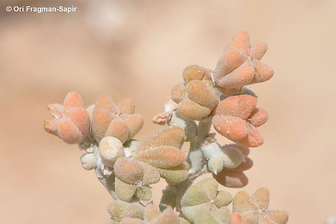 Zygophyllum album S Sinai, Nabek Egypt,Geotagged,Spring,Zygophyllum album