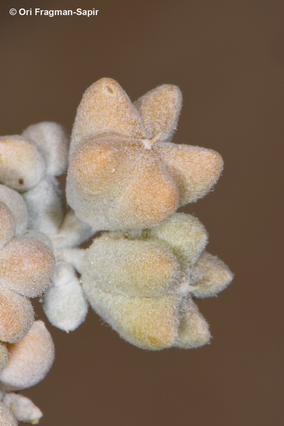 Zygophyllum album S Sinai, Nabek Egypt,Geotagged,Spring,Zygophyllum album