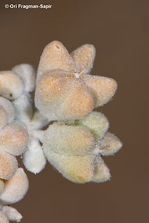 Zygophyllum album S Sinai, Nabek Egypt,Geotagged,Spring,Zygophyllum album