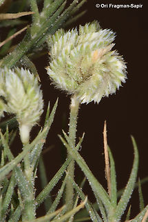 Aeluropus lagopoides S Sinai, Nabek Aeluropus lagopoides,Egypt,Geotagged,Spring