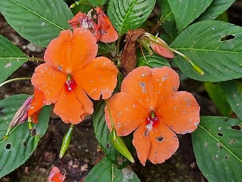 Impatiens usambarensis  Geotagged,Impatiens usambarensis,Tanzania,Winter