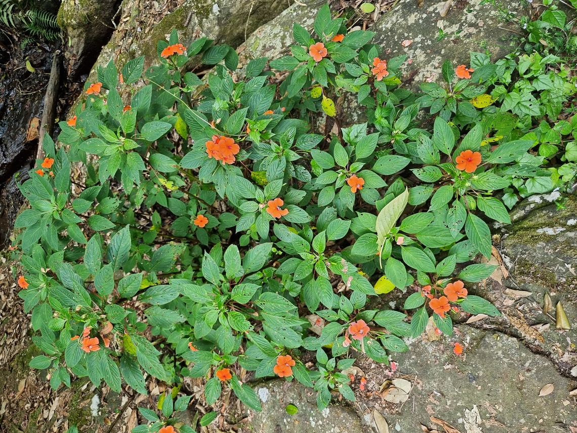 Impatiens usambarensis  Geotagged,Impatiens usambarensis,Tanzania,Winter