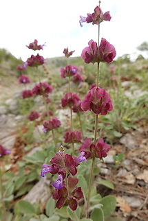 Salvia multicaulis  Geotagged,Salvia multicaulis,Spring