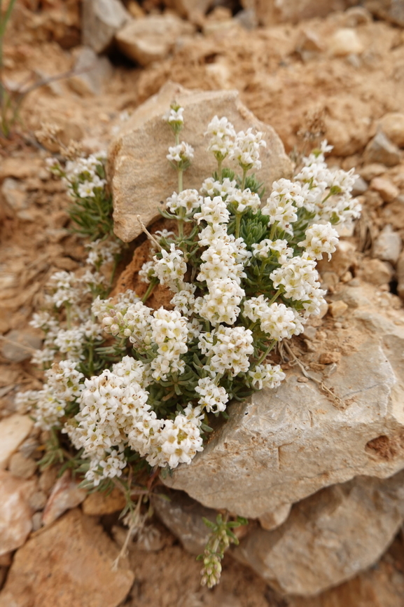 Galium incanum  Galium incanum,Geotagged,Spring