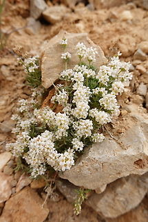Galium incanum  Galium incanum,Geotagged,Spring