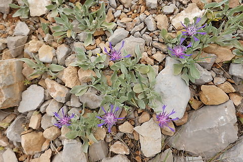 Centaurea axillaris  Centaurea axillaris,Geotagged,Spring