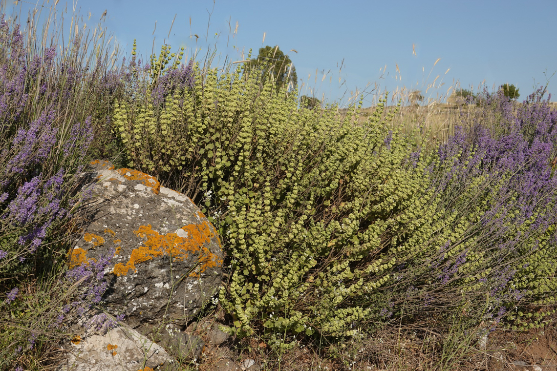 Ballota undulata  Ballota undulata,Geotagged,Spring