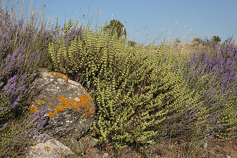 Ballota undulata  Ballota undulata,Geotagged,Spring