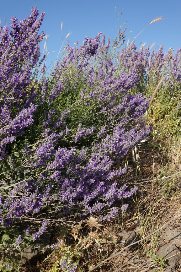 Nepeta curviflora  Geotagged,Nepeta curviflora,Spring