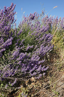Nepeta curviflora  Geotagged,Nepeta curviflora,Spring