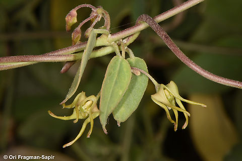 Pentatropis nivalis  Pentatropis nivalis