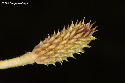 Ranunculus millefolius  Geotagged,Ranunculus millefolius,Spring