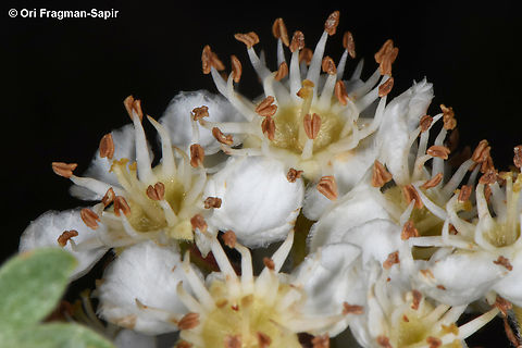 Crataegus sinaica  Crataegus × sinaica,Geotagged,Spring