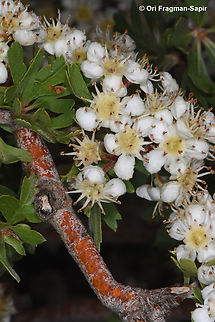 Crataegus sinaica  Crataegus &times; sinaica,Geotagged,Spring