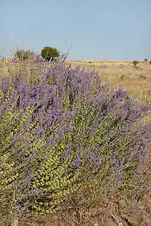 Nepeta curviflora  Geotagged,Nepeta curviflora,Spring