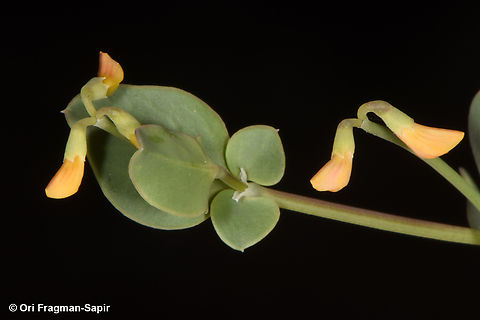 Coronilla scorpioides  Coronilla scorpioides,Geotagged,Spring