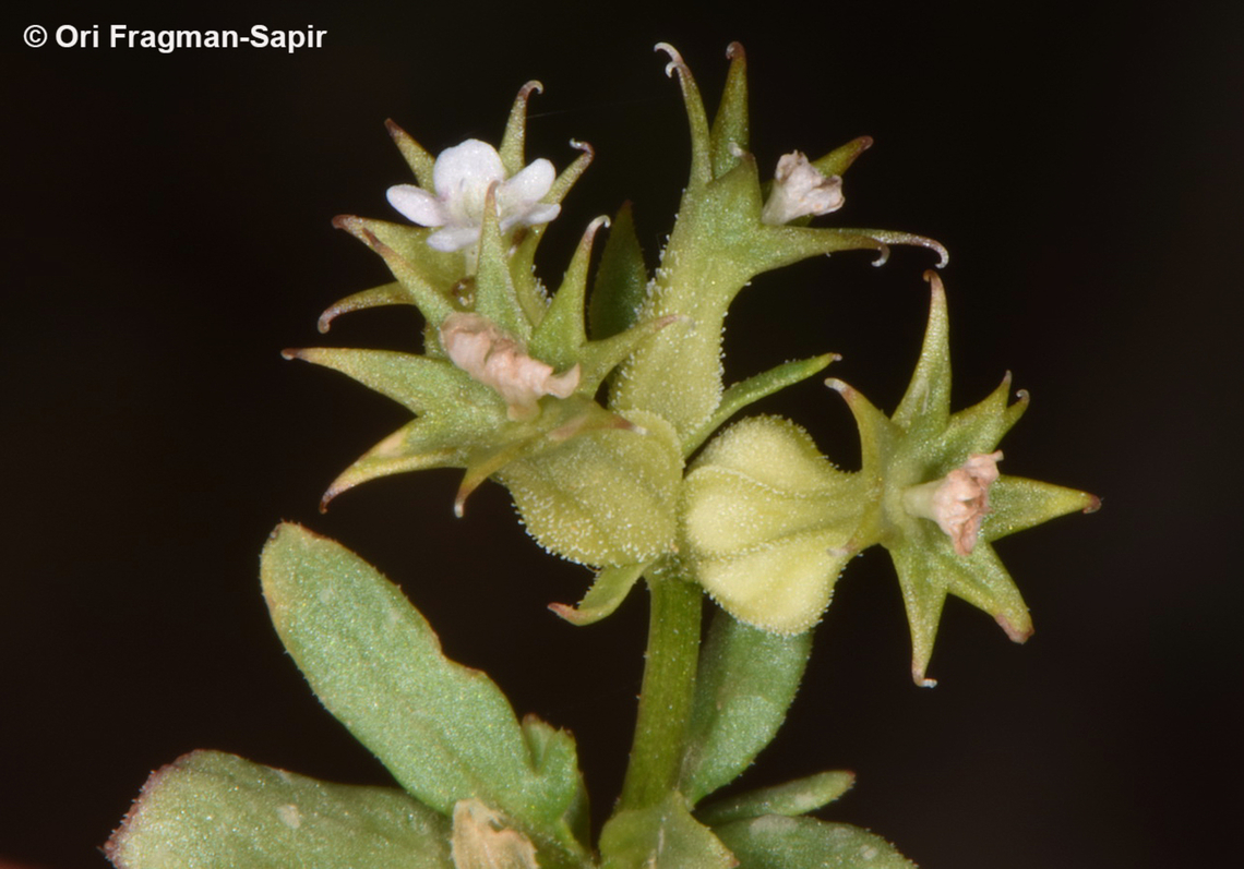 Valerianella dactylophylla  Geotagged,Spring,Valerianella dactylophylla