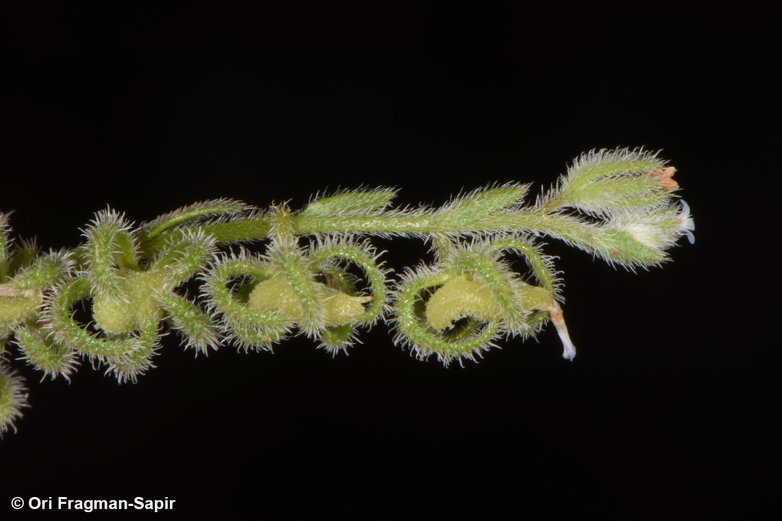 Rochelia disperma  Geotagged,Rochelia disperma,Spring