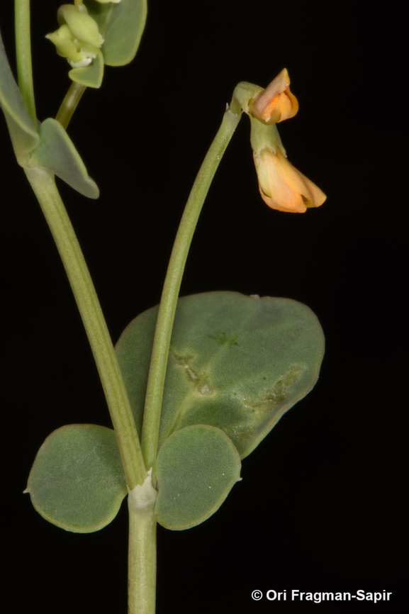 Coronilla scorpioides  Coronilla scorpioides,Geotagged,Spring