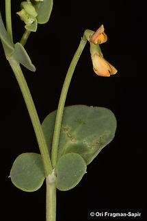 Coronilla scorpioides  Coronilla scorpioides,Geotagged,Spring