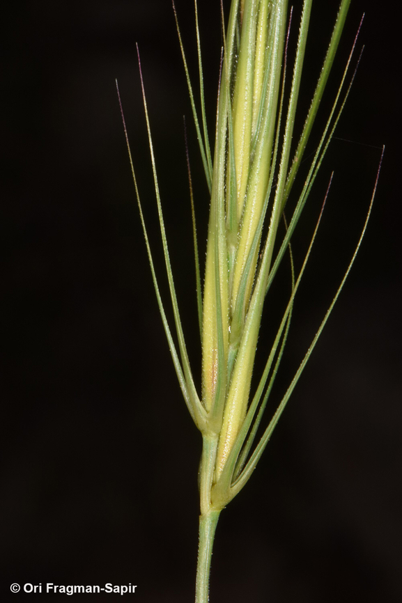 Taeniatherum caput-medusae  Geotagged,Spring,Taeniatherum caput-medusae