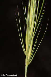 Taeniatherum caput-medusae  Geotagged,Spring,Taeniatherum caput-medusae