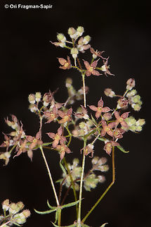 Galium hierosolymitanum  Galium hierosolymitanum,Geotagged,Spring
