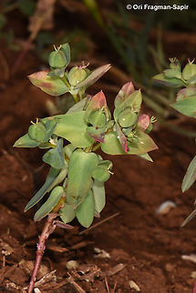 Euphorbia phymatosperma  Euphorbia phymatosperma,Geotagged,Spring
