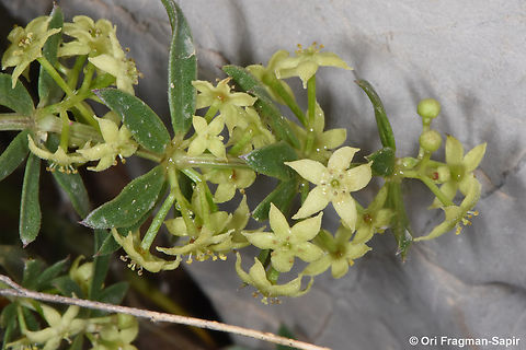 Rubia tenuifolia  Geotagged,Rubia tenuifolia,Spring