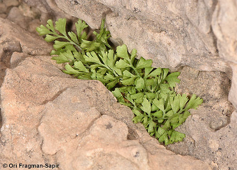Asplenium ruta-muraria  Asplenium ruta-muraria,Geotagged,Spring,Wall rue