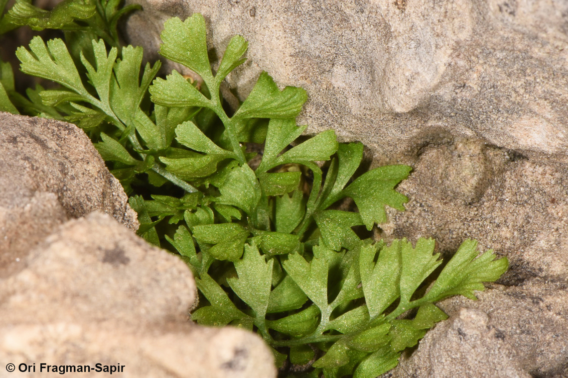 Asplenium ruta-muraria  Asplenium ruta-muraria,Geotagged,Spring,Wall rue
