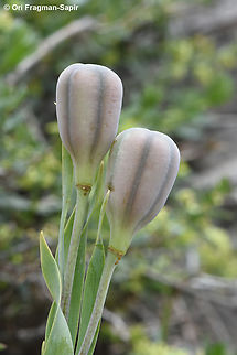 Fritillaria crassifolia  Fritillaria crassifolia,Geotagged,Spring