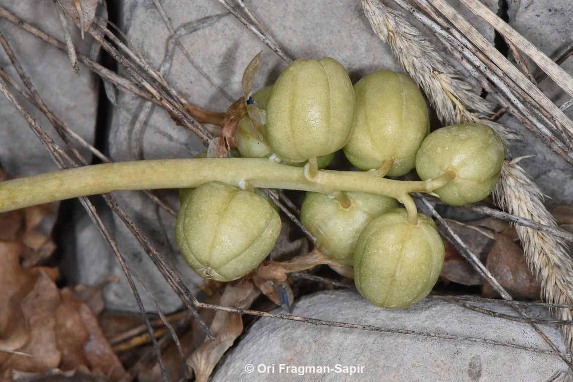 Hyacinthus orientalis  Common hyacinth,Geotagged,Hyacinthus orientalis,Spring