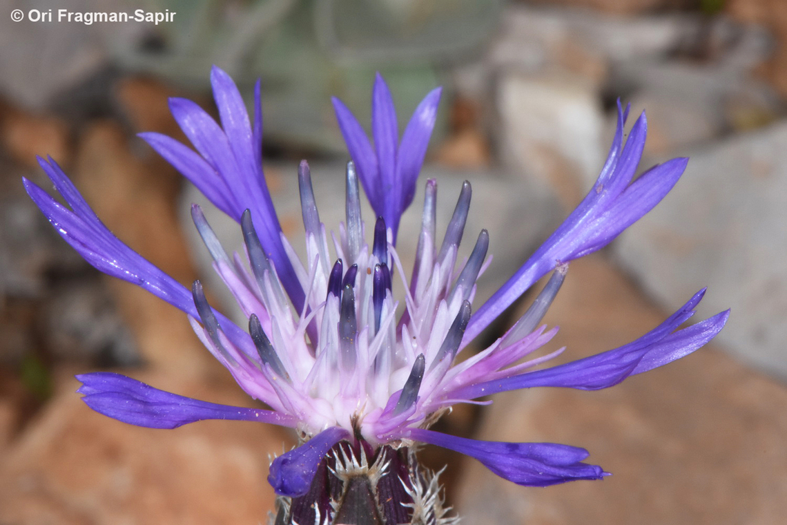 Centaurea axillaris  Centaurea axillaris,Geotagged,Spring