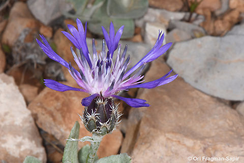 Centaurea axillaris  Centaurea axillaris,Geotagged,Spring