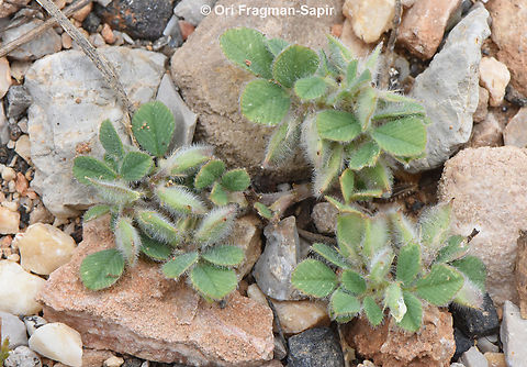 Trigonella brachycarpa  Geotagged,Medicago brachycarpa,Spring