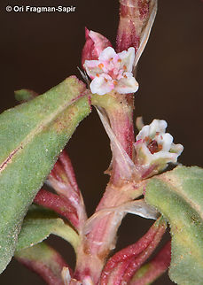 Polygonum cognatum  Geotagged,Indian Knotgrass,Polygonum cognatum,Spring