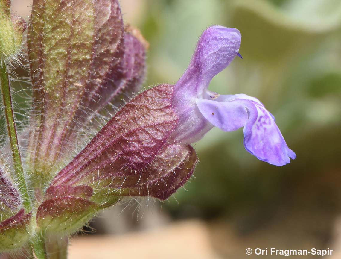 Salvia multicaulis  Geotagged,Salvia multicaulis,Spring