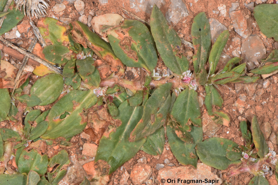 Polygonum cognatum  Geotagged,Indian Knotgrass,Polygonum cognatum,Spring