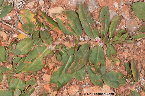 Polygonum cognatum  Geotagged,Indian Knotgrass,Polygonum cognatum,Spring