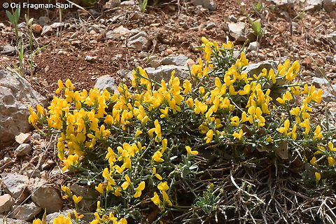 Genista libanotica  Genista libanotica,Geotagged,Spring