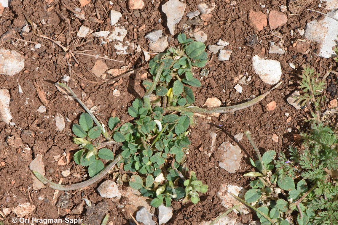 Trigonella monantha  Geotagged,Spring,Trigonella monantha