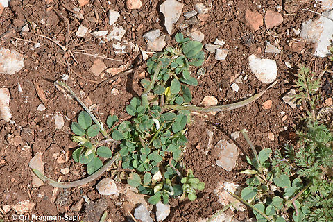 Trigonella monantha  Geotagged,Spring,Trigonella monantha
