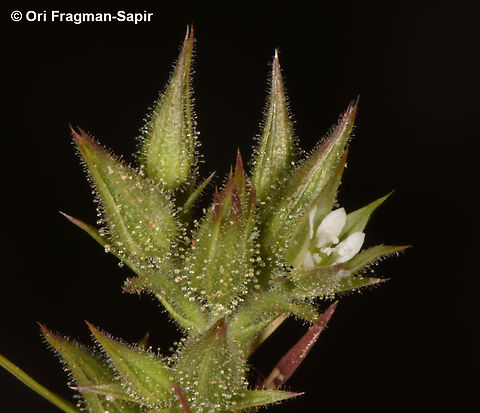 Minuartia meyeri  Geotagged,Minuartia meyeri,Spring