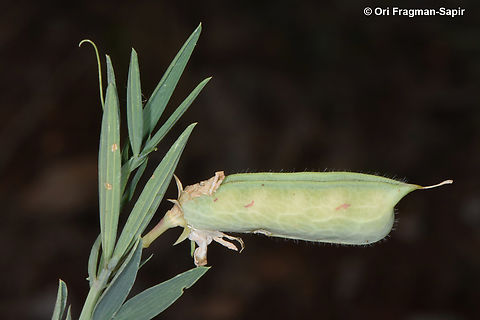 Lathyrus ciliolatus  Geotagged,Lathyrus ciliolatus,Spring