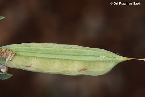 Lathyrus ciliolatus  Geotagged,Lathyrus ciliolatus,Spring